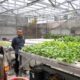 Sambangi Kebun Hidroponik Kedurus, Cak Yebe Integrasikan Sampah Organik dan Urban Farming