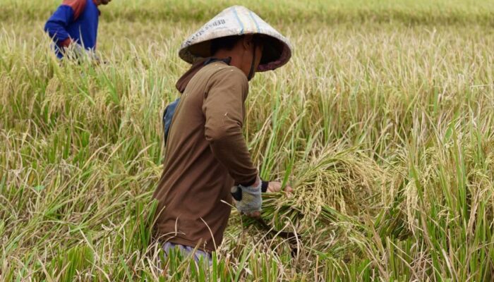 Rekor! Serapan Beras BULOG Tembus 4,11 Juta Ton
