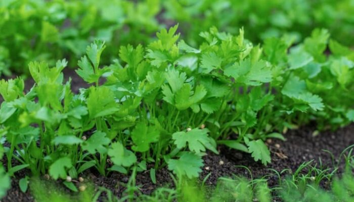 Bukan Sekadar Bumbu Kuah: Seledri Simpan Nutrisi Penting dan Praktis Ditanam di Pekarangan