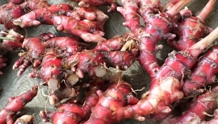 Kaya Antioksidan Alami, Ini 5 Khasiat Rebusan Jahe Merah dan Sereh untuk Tubuh Bugar