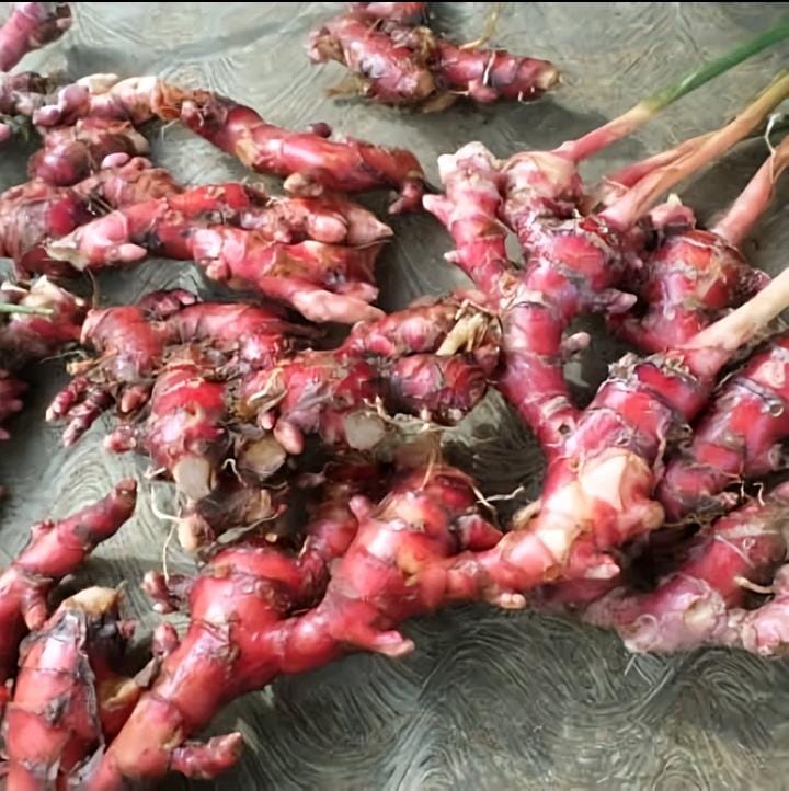 Jahe merah