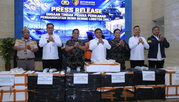 Bareskrim Polri Bongkar Dugaan Penyelundupan Baby Lobster Senilai Rp5,8 Miliar