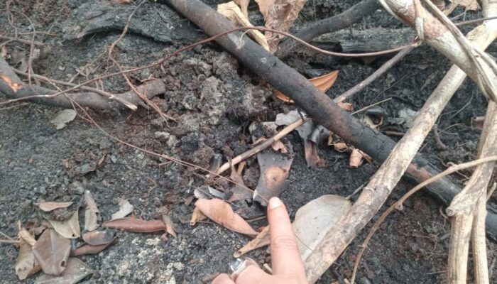 Kemenhut Dalami Temuan Tengkorak Diduga Orang Utan di Ketapang