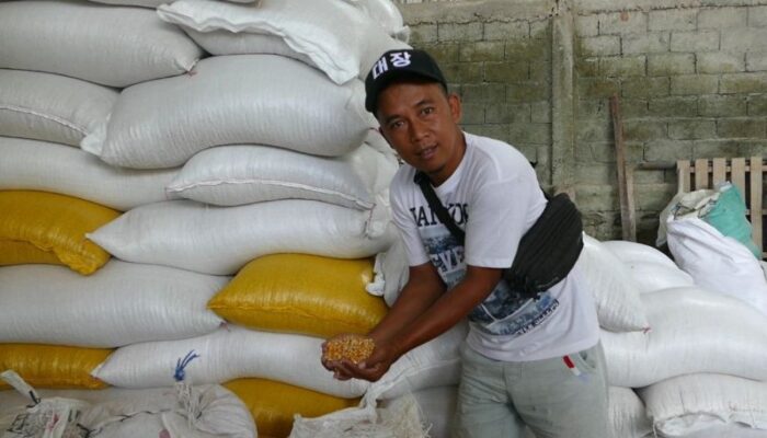 Jagung SPHP Bantu Peternak Ayam Petelur Temanggung