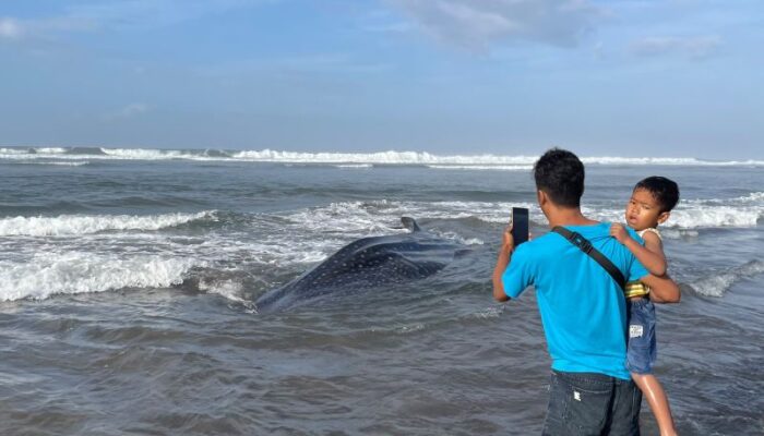 Hiu Tutul Enam Meter Terdampar di Pantai Parangkusumo, Tak Tertolong