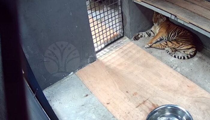 BBKSDA Riau Titip Harimau Sumatera di Kasang Kulim
