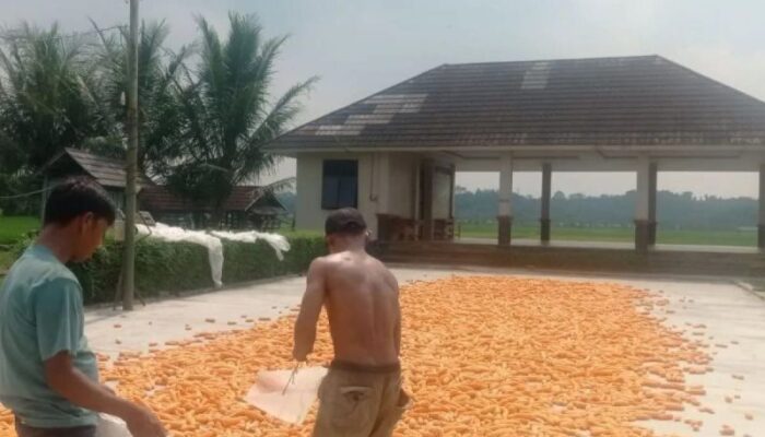Produksi Jagung Lebak Capai 2.860 Ton pada Januari-Oktober 2026