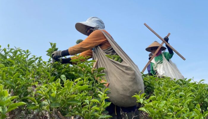 Fasilitasi Perjumpaan Bisnis Jaga Asa Petani Teh Kemuning Karanganyar